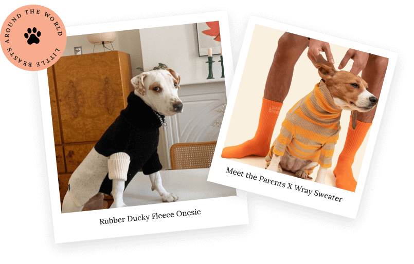 puppies-hero-image.png
